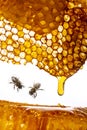 Honey and bees close up in detail