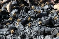 Honey bees on cold black coal