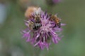 Bees collecting pollen