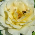 Honey bees collects pollen from yellow rose close-up