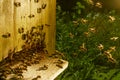 Honey bees entering their beehive