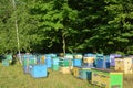 Honey bees farming. Apiculture beekeeping on the forest and meadow. Colorful beehives farm