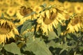 Honey bees in field of sunflowers