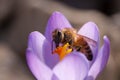 Honey bees on flower Royalty Free Stock Photo