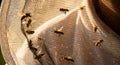 Honey bees flying around protective mesh netting in golden hour sunlight Royalty Free Stock Photo