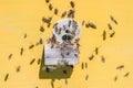 Honey bees flying into an entrance of yellow beehive.
