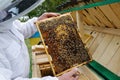 Honey bees on the frame of honeycombs. Beekeeper on apiary. Pretty wooden hives. Beautiful spring day