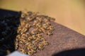 Honey bees in front of an bee hive