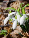 Honey Bees Gathering Pollen From Snow Drop Flowers