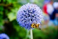 Honey Bees gathering pollen and nectar on Globe Thistle flowers
