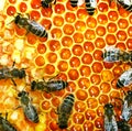 Honey bees on the hive
