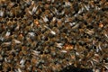 HONEY BEES IN HIVE