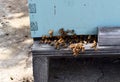 Honey bees hive entrance with bees