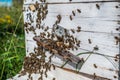 Honey Bees on Hive Entrance Hole. Flying Away and Returning.