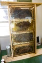 Honey bees in hive in honeycomb