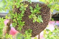 Honey Bees Royalty Free Stock Photo