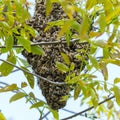 Honey bees hive swarm in tree Royalty Free Stock Photo