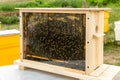 Honey Bees. Honey Bee hive with comb honey and wax in a display behind glass. Royalty Free Stock Photo