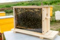 Honey Bees. Honey Bee hive with comb honey and wax in a display behind glass. Royalty Free Stock Photo