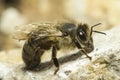 Portrait of a honey bee