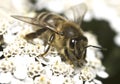 Portrait of the honey bee