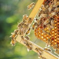 Honey bees on honeycomb in apiary