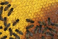 Honey bees on honeycomb Royalty Free Stock Photo