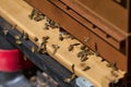 Honey bees hovering outside of their hive