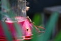 Honey bees at hummingbird feeder Royalty Free Stock Photo