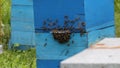 Honey bees infront of beehive