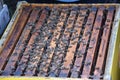 Honey bees kept in a bee box Royalty Free Stock Photo