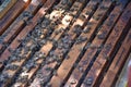 Honey bees kept in a bee box Royalty Free Stock Photo