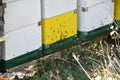 Honey bees kept in a bee box Royalty Free Stock Photo