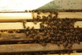 Honey bees kept in a bee box producing fresh honey