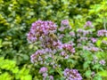 Honey bees like the colorful blooming nectar from the oregano plant