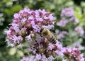 Honey bees like the colorful blooming nectar from the oregano plant
