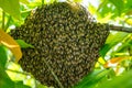 Honey bees nest Focus center