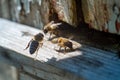 Honey bees next to the old beehive close-up. Royalty Free Stock Photo