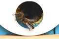 Honey bees in the opening of the beehive Royalty Free Stock Photo
