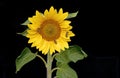 honey bees and other pollinators drinking nectar from the sunflower Royalty Free Stock Photo