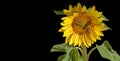 honey bees and other pollinators drinking nectar from the sunflower Royalty Free Stock Photo