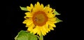 honey bees and other pollinators drinking nectar from the sunflower Royalty Free Stock Photo