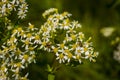 Honey Bees on Parasol Whitetop Wildflowers Royalty Free Stock Photo