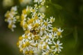 Honey Bees on Parasol Whitetop Wildflowers Royalty Free Stock Photo