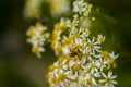 Honey Bees on Parasol Whitetop Wildflowers Royalty Free Stock Photo