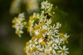 Honey Bees on Parasol Whitetop Wildflowers Royalty Free Stock Photo