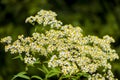 Honey Bees on Parasol Whitetop Wildflowers Royalty Free Stock Photo