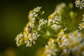 Honey Bees on Parasol Whitetop Wildflowers Royalty Free Stock Photo