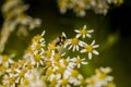 Honey Bees on Parasol Whitetop Wildflowers Royalty Free Stock Photo