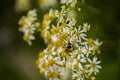 Honey Bees on Parasol Whitetop Wildflowers Royalty Free Stock Photo